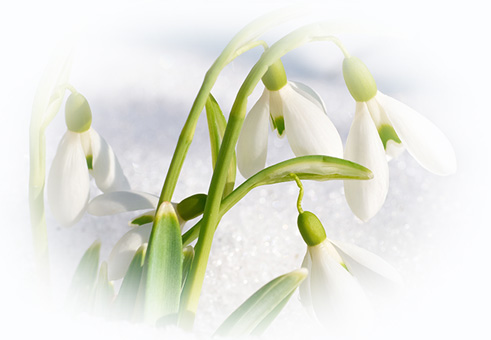 雪の花という名前のマスク イヅハラ産業株式会社 ブログ 雪の花という名前のマスク イヅハラ産業株式会社 ブログ